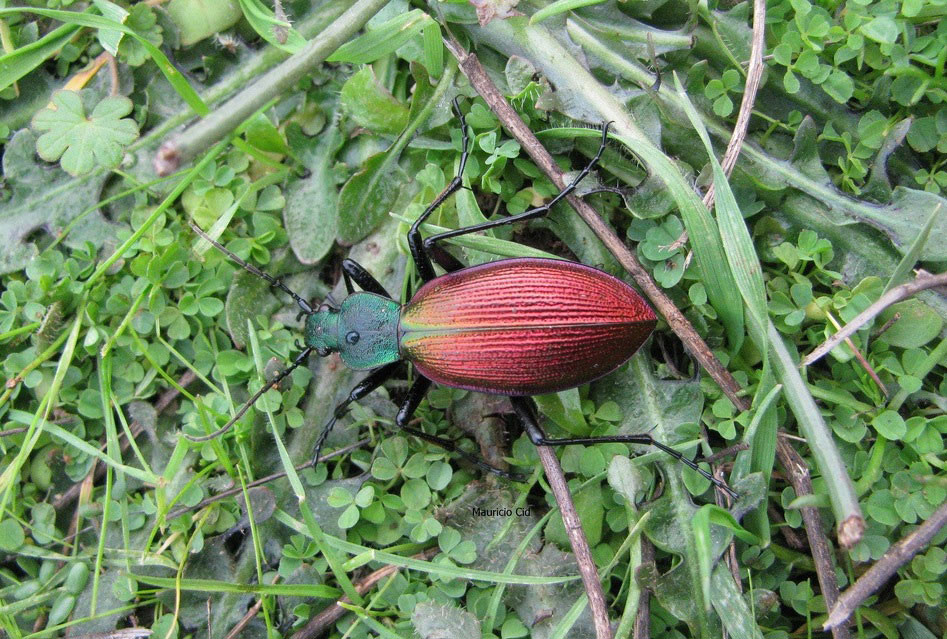 ceroglossus-chilensis-falla