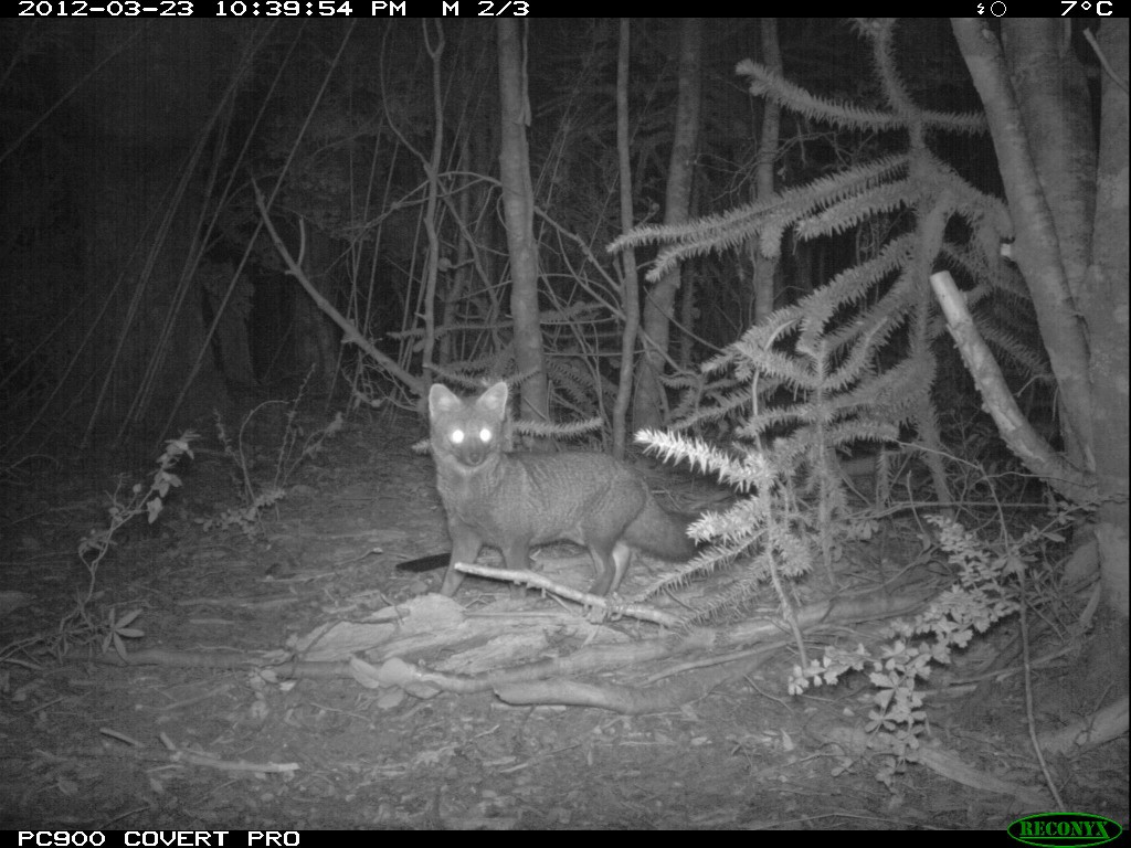 camara prueba 30 darwin